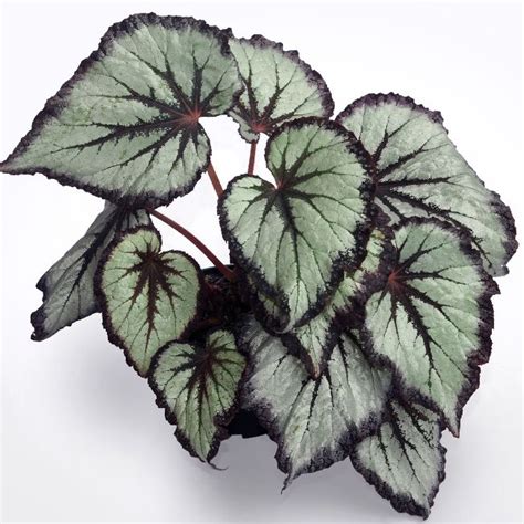 15 Begonia Rex Varieties Types Of Rex Begonias