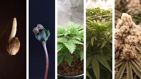 The 5 Stages of Cannabis Growth - From Seed to Harvest – Future Harvest