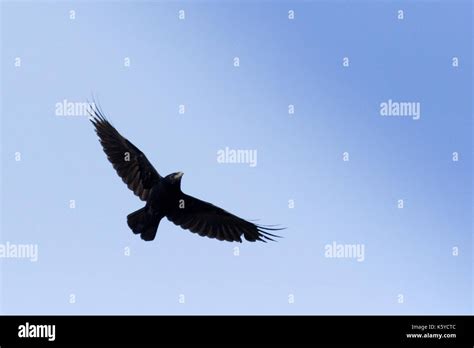 Rook Corvus Frugilegus Bird Stock Photo Alamy