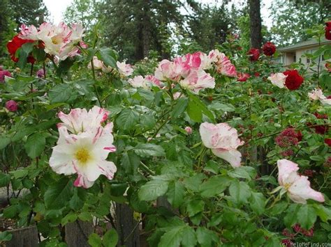 Soaring Spirits Rose Photo