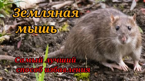 Земляная мышь - как избавиться. - YouTube