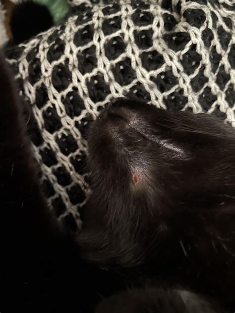 Hi All My Cat Has A Small Scab Under His Chin And It Doesnt Seem To