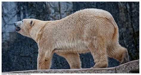 Icebear by Reto on DeviantArt
