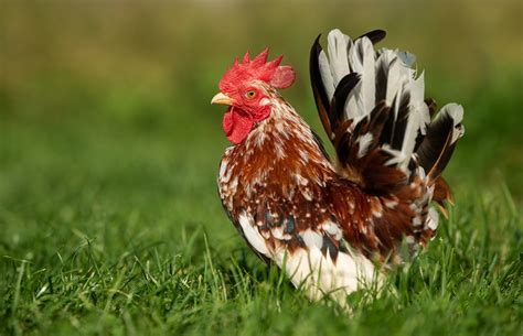 Bantam Chicken: A Guide To These Miniature Birds | Chicken Fans
