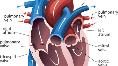 Heart Valves Function And Diagram Valve Aortic Heart Valves