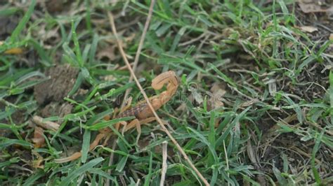 Indian Red Scorpion Stock Video Video Of Indian Wildlife 321665289