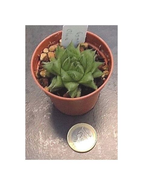 Haworthia Glauca Herrei