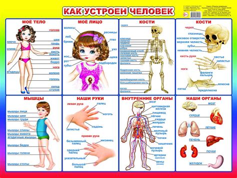 Строение человека для дошкольников в картинках