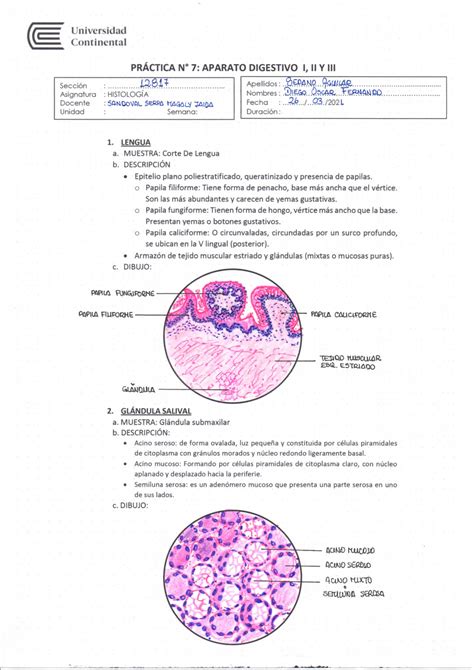 Practica N 7 Laminas Histología Studocu