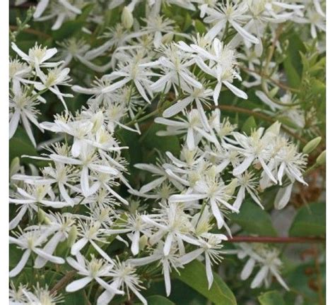 Clematis ligusticifolia - Ranjai Plant | Plants, Clematis, Early spring ...