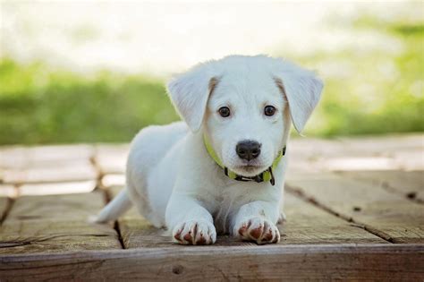 Nomes criativos para pet shop: 48 ideias para destacar sua loja