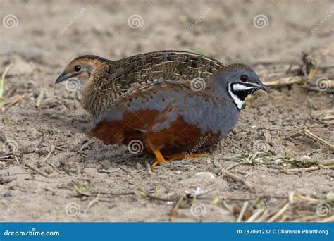 Male and Female King Quail or Blue-breasted Quail Stock Image - Image ...