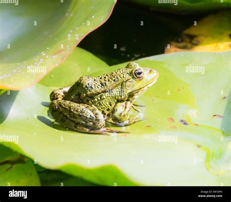 Green frog sitting on a leaf Stock Photo - Alamy