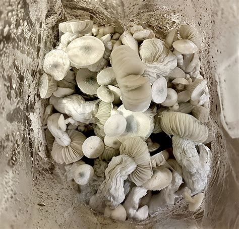 Albino Jedi Mind Fuck Research Syringe SporeSwaps