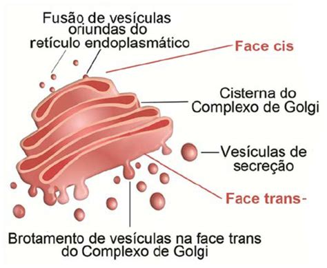 Função Complexo De Golgi - Complexo De Golgi Complexo De Golgi Ilustração Stock. Ilustração