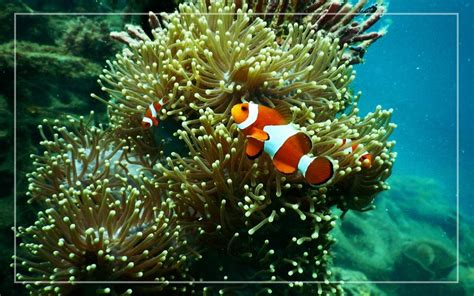 10 Fun Facts About Clownfish