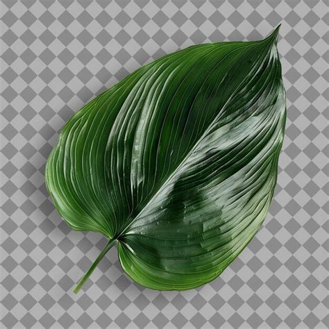 Premium Psd A Green Leaf With White Spots On It Is Shown On A