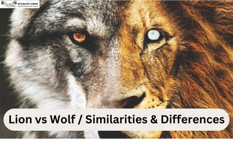 Lion Vs Wolf / Similarities & Differences / Detailed Information ...