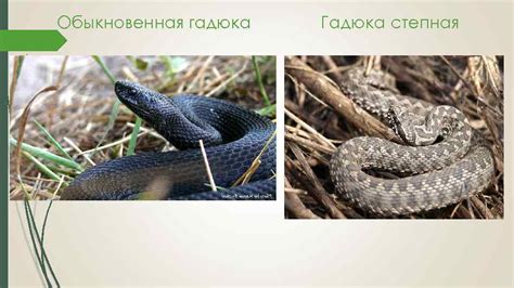Степная гадюка: описание, места обитания, образ жизни, отличие от ...