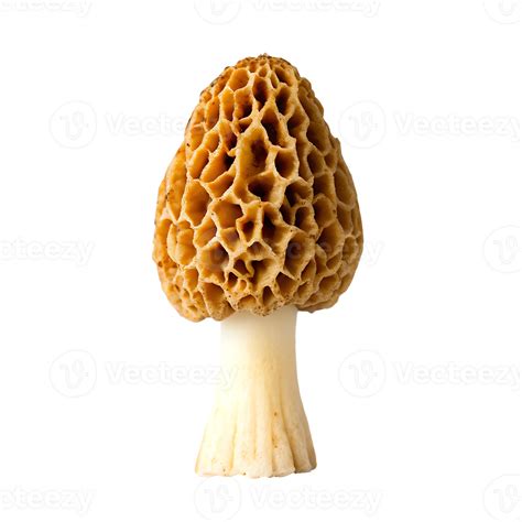 Morel mushroom with unique honeycomb texture 70403361 PNG