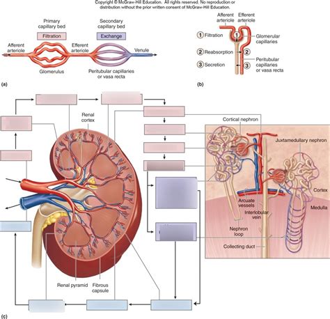 Renal Flow Diagram Quizlet