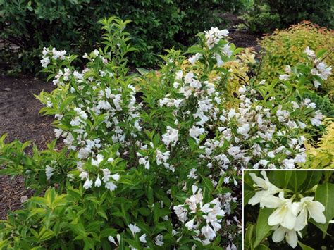 Саженцы вейгелы сноуфлейк купить в Москве по цене от 1600 рублей