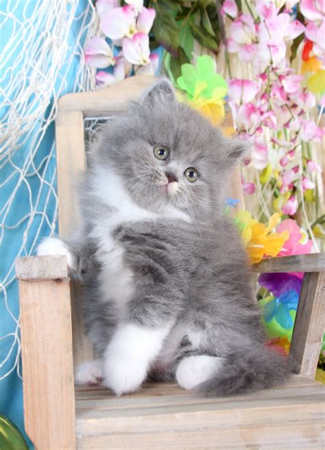 Welcome to our Blue & White Bicolor Persian Kitten Gallery