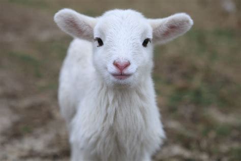 Adorable Lamb A Snuggle Worthy Delight