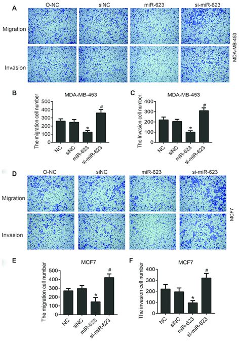 Mir Suppresses Cell Proliferation Migration And Invasion Through