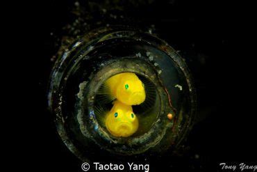 Weekly Underwater Hot Shot Week 12 By Roland Bach UnderwaterPhotography Blog