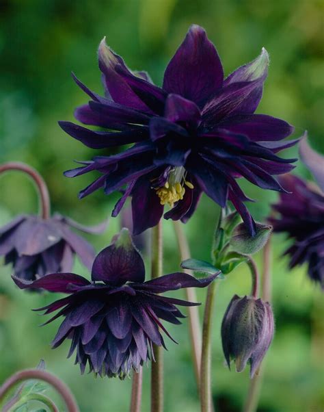 Aquilegia Vulgaris Var Stellata Black Barlow Barlow Series D