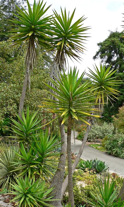 yucca tree 4
