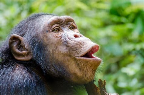 Happy Chimp stock photo. Image of primates, primate, chimp - 20782364