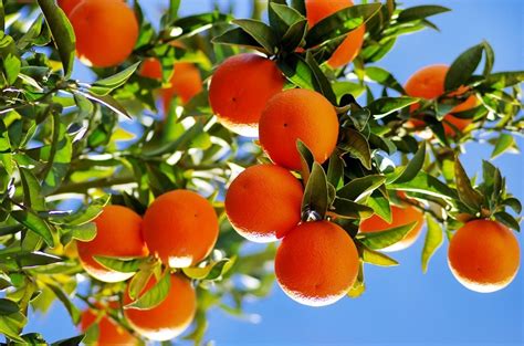 What Are Citrus Trees: Learn About Citrus Tree Varieties For The Garden