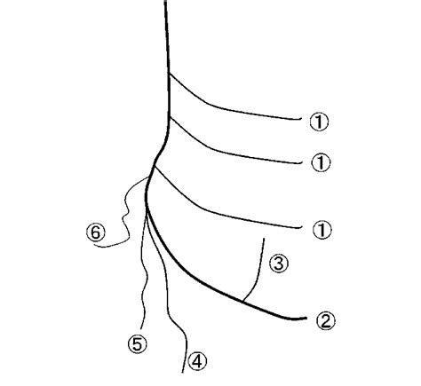 Schematic diagram of the left internal mammary artery (LIMA). 1 ...