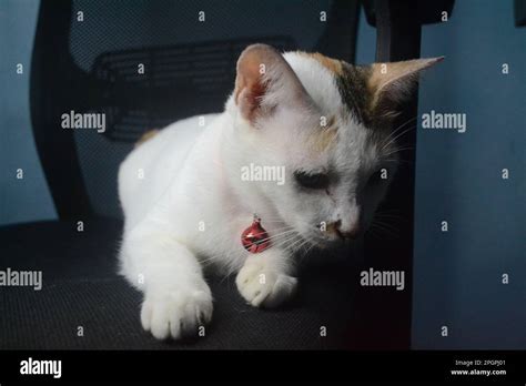 Beatiful White Cat Is Sitting On The Chair Alone And Look Down To Tile