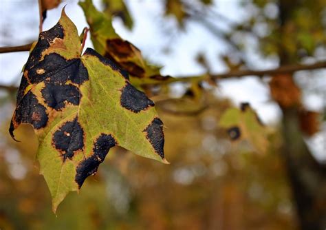 Why Are My Tree's Leaves Turning Brown in Summer?