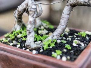 Come Dare Una Forma Al Bonsai Mondo Bonsai