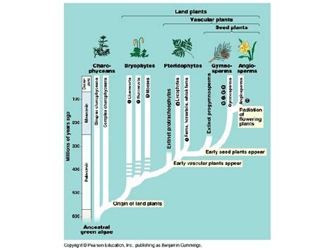 Chapter Plant Diversity I How Plants Colonized