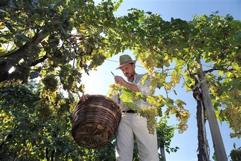 Convivium2000 Inizia La Vendemmia 2021 E L Export Di Vino Italiano