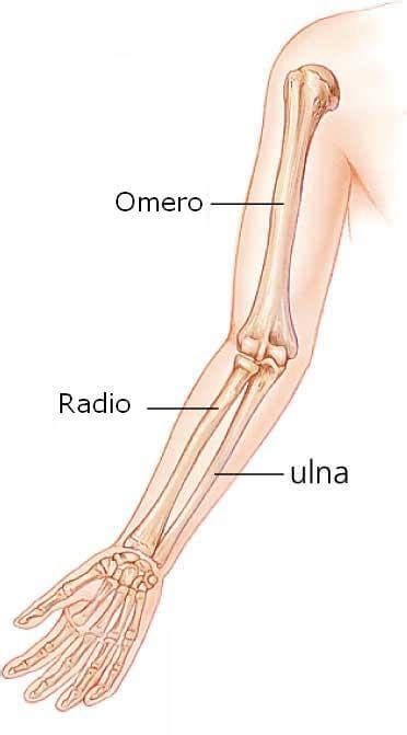 Frattura Alla Tibia Alla Costola Al Radio E Alla Ulna Pronto Soccorso