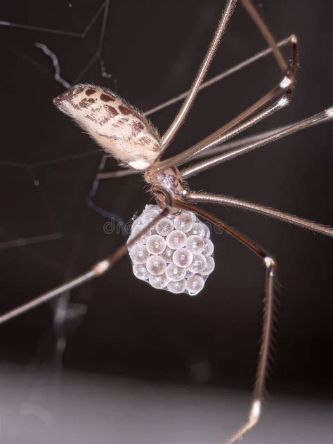 Cellar Spider stock photo. Image of animal, closeup - 195415668