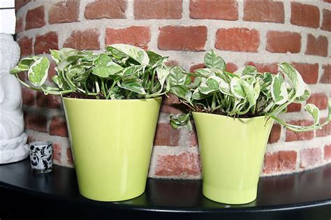 Scindapsus N’Joy