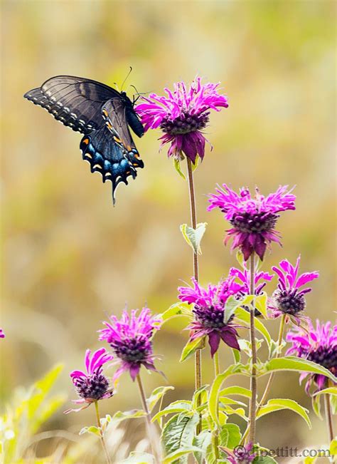 Butterfly North Carolina Dj Pettitt Flickr