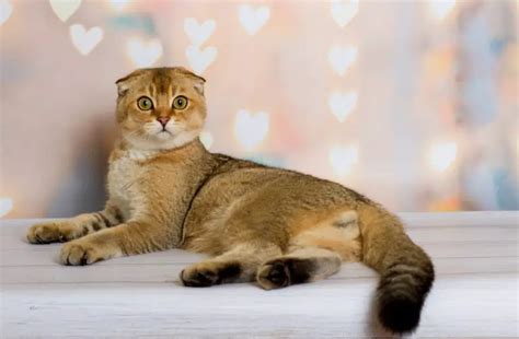 Popular Orange Cat Breeds And Tabby S Purrfectcatbreeds