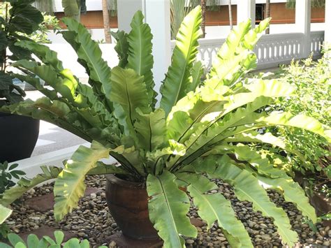 Bird Nest Fern Problems Identification Tips And Control
