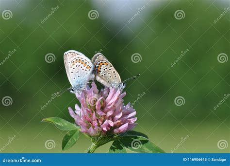 Large Blue Butterfly Having Sex Stock Image Image Of Antenna Closeup