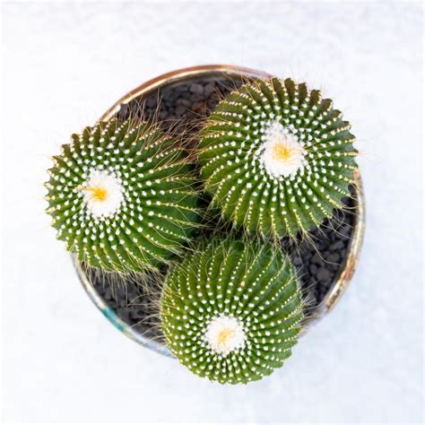 Notocactus leninghausii inermis ManeRaku 340 | CactusMania