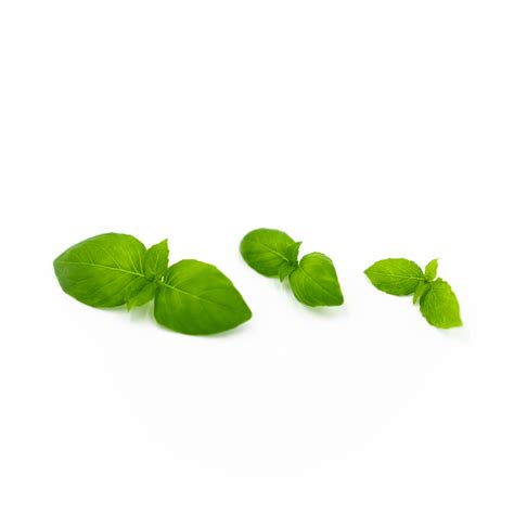 Basil (Lemon)