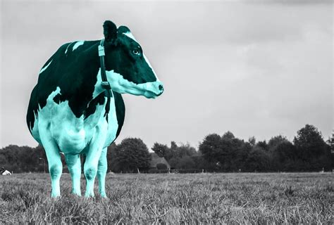koop het groene hart van de boeren